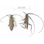 Cerambycidae sp. China, Yunnan, Honghe, Yuanyang county. 1P. BA1358.