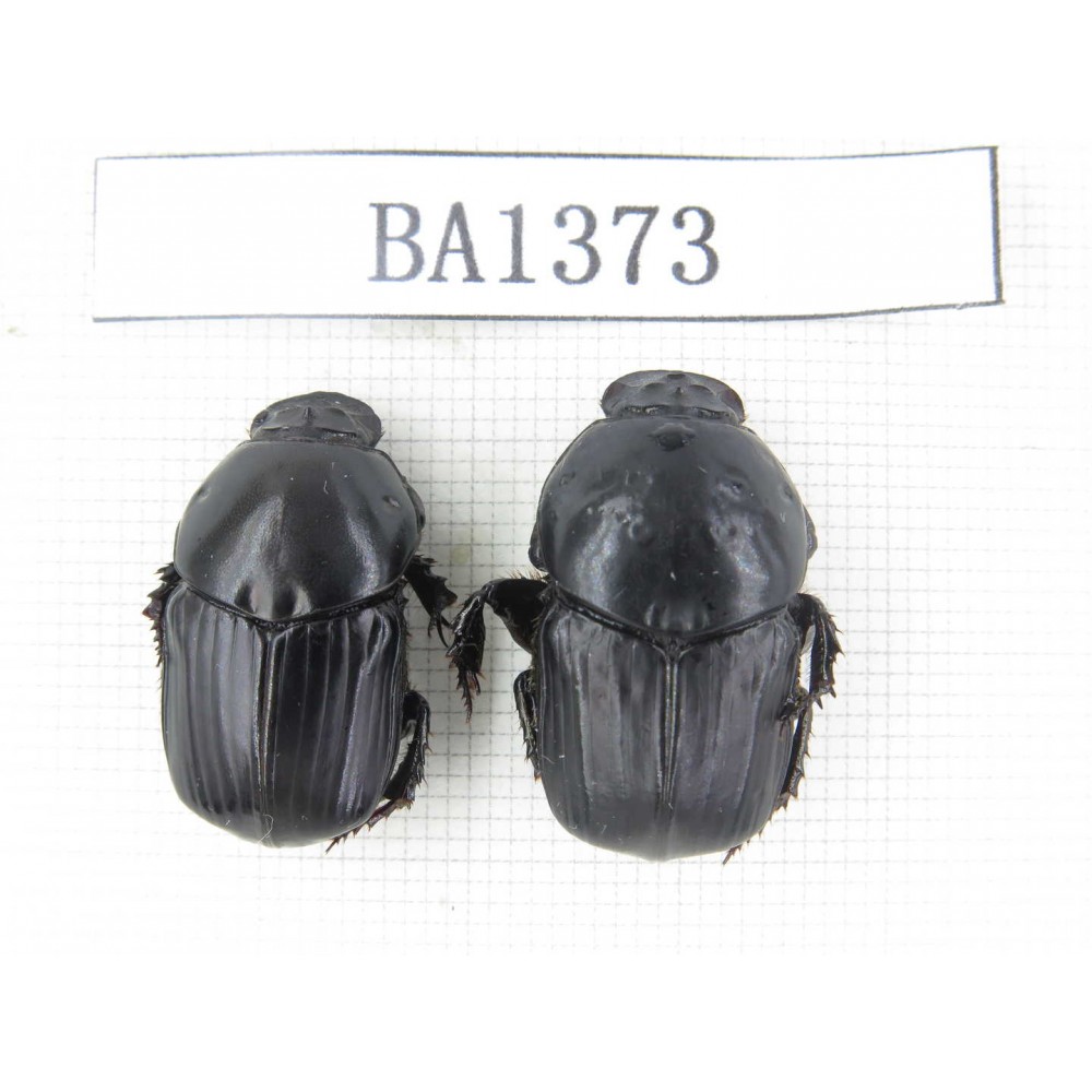 Geotrupidae sp. China, Yunnan, Yuxi, Xinping county. 2Pcs. BA1373.