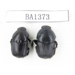 Geotrupidae sp. China, Yunnan, Yuxi, Xinping county. 2Pcs. BA1373.