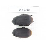 Melolonthidae sp. China, Yunnan, Yuxi, Xinping county. 2Pcs. BA1380.