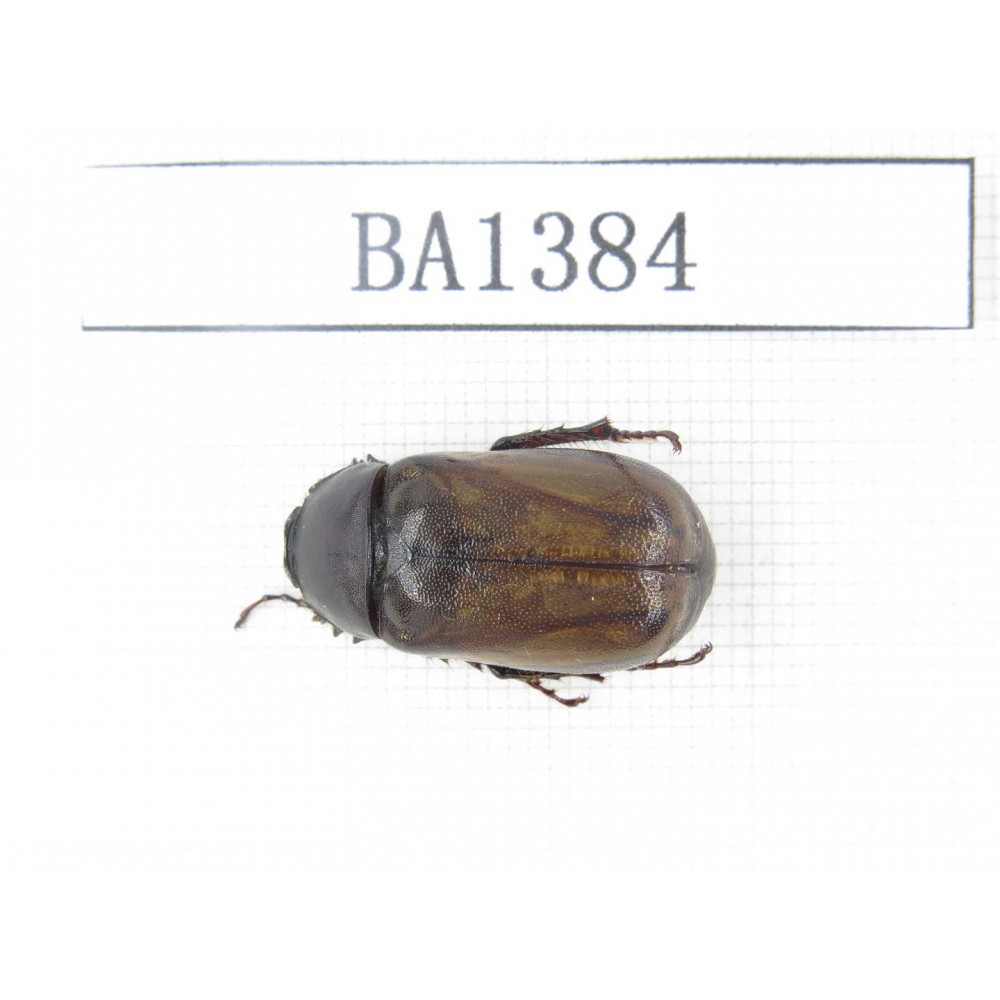 Melolonthidae sp. China, Yunnan, Yuxi, Xinping county. 1Pcs. BA1384.