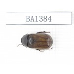 Melolonthidae sp. China, Yunnan, Yuxi, Xinping county. 1Pcs. BA1384.