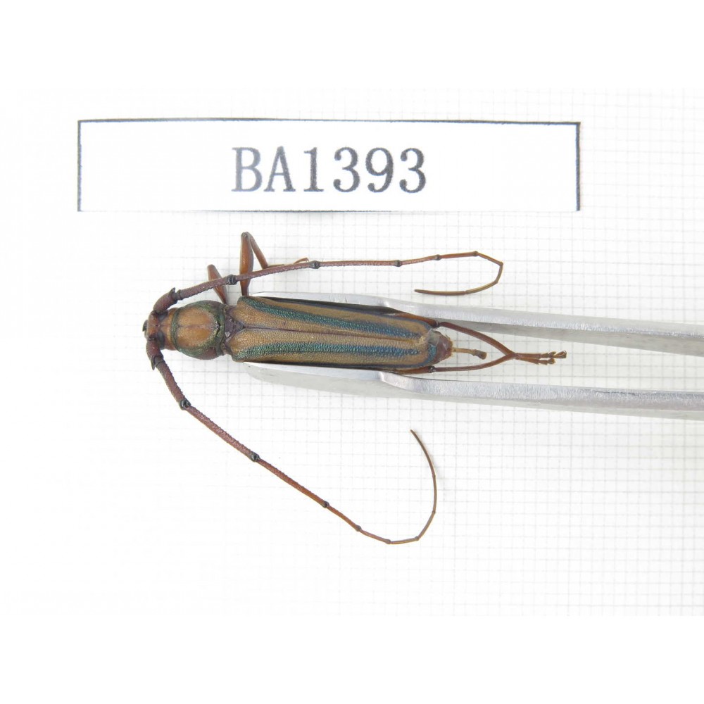 Cerambycidae sp. China, Yunnan, Yuxi, Xinping county. 1Pcs. BA1393.