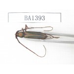 Cerambycidae sp. China, Yunnan, Yuxi, Xinping county. 1Pcs. BA1393.
