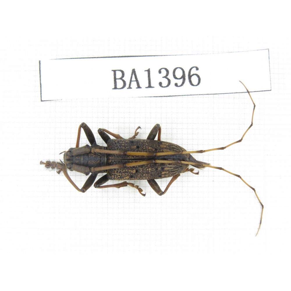 Cerambycidae sp. China, Yunnan, Yuxi, Xinping county. 1Pcs. BA1396.