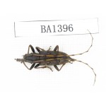 Cerambycidae sp. China, Yunnan, Yuxi, Xinping county. 1Pcs. BA1396.