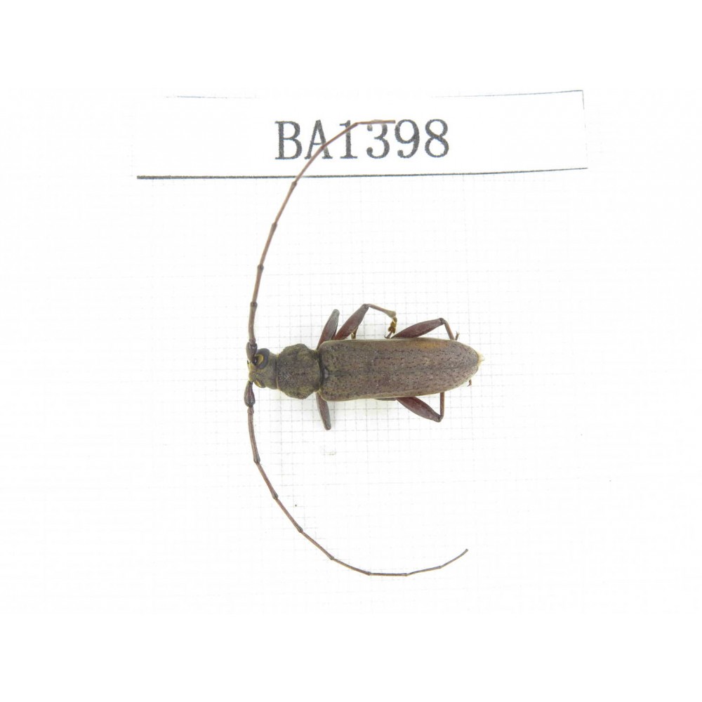 Cerambycidae sp. China, Yunnan, Yuxi, Xinping county. 1Pcs. BA1398.