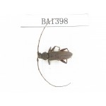 Cerambycidae sp. China, Yunnan, Yuxi, Xinping county. 1Pcs. BA1398.