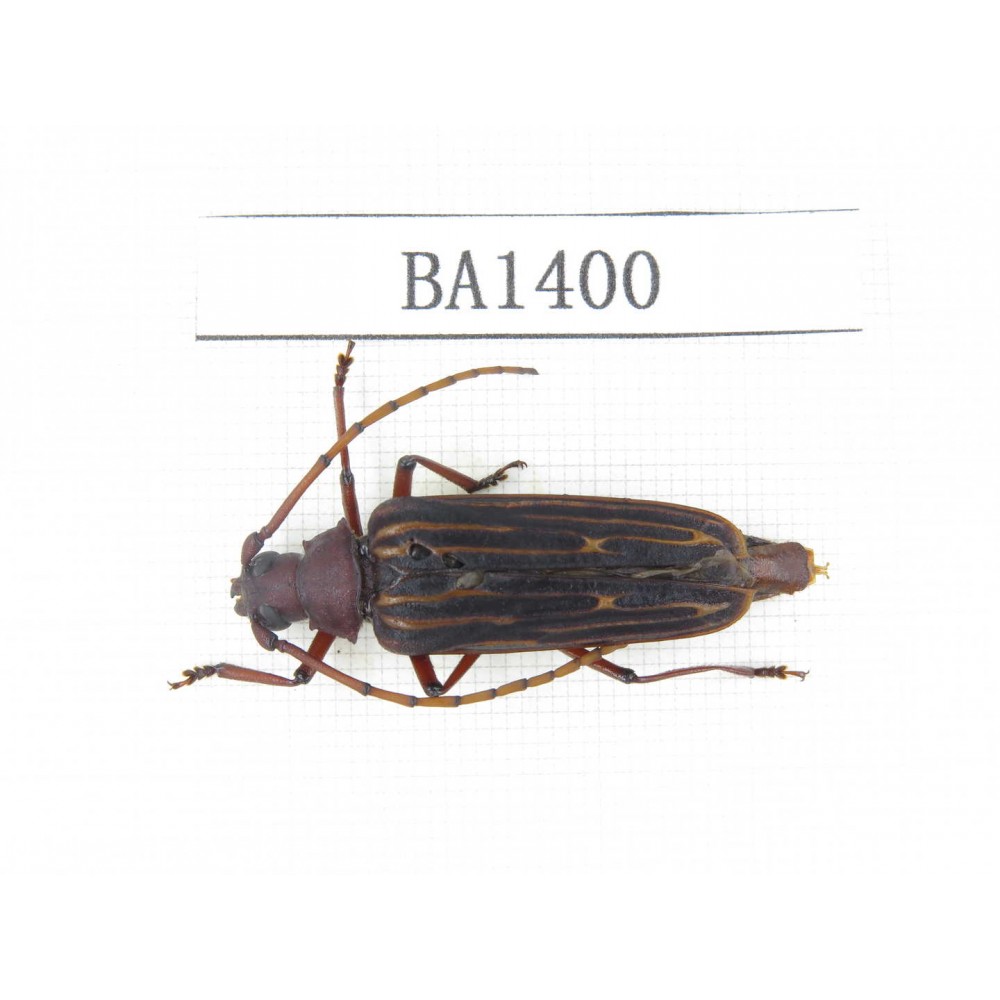 Cerambycidae sp. China, Yunnan, Yuxi, Xinping county. 1Pcs. BA1400.