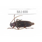 Cerambycidae sp. China, Yunnan, Yuxi, Xinping county. 1Pcs. BA1400.