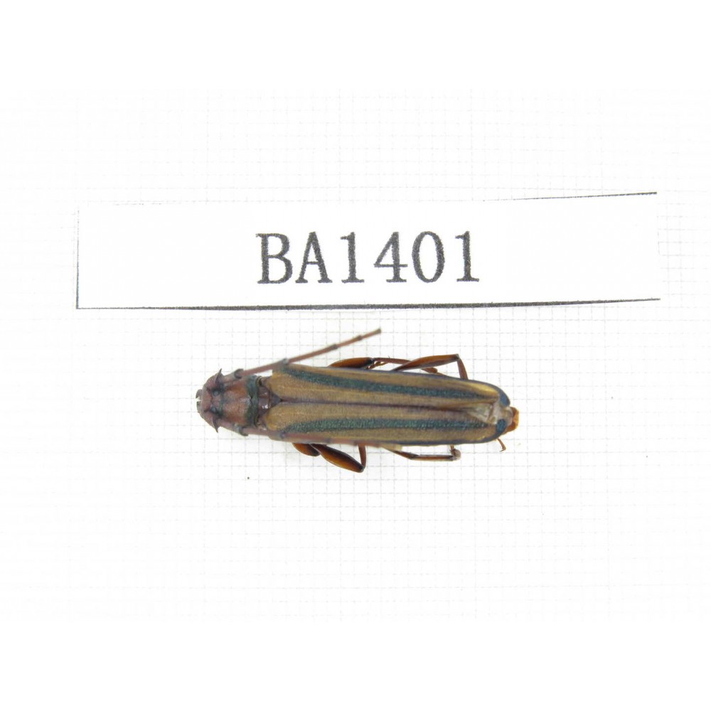Cerambycidae sp. China, Yunnan, Yuxi, Xinping county. 1Pcs. BA1401.