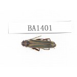 Cerambycidae sp. China, Yunnan, Yuxi, Xinping county. 1Pcs. BA1401.