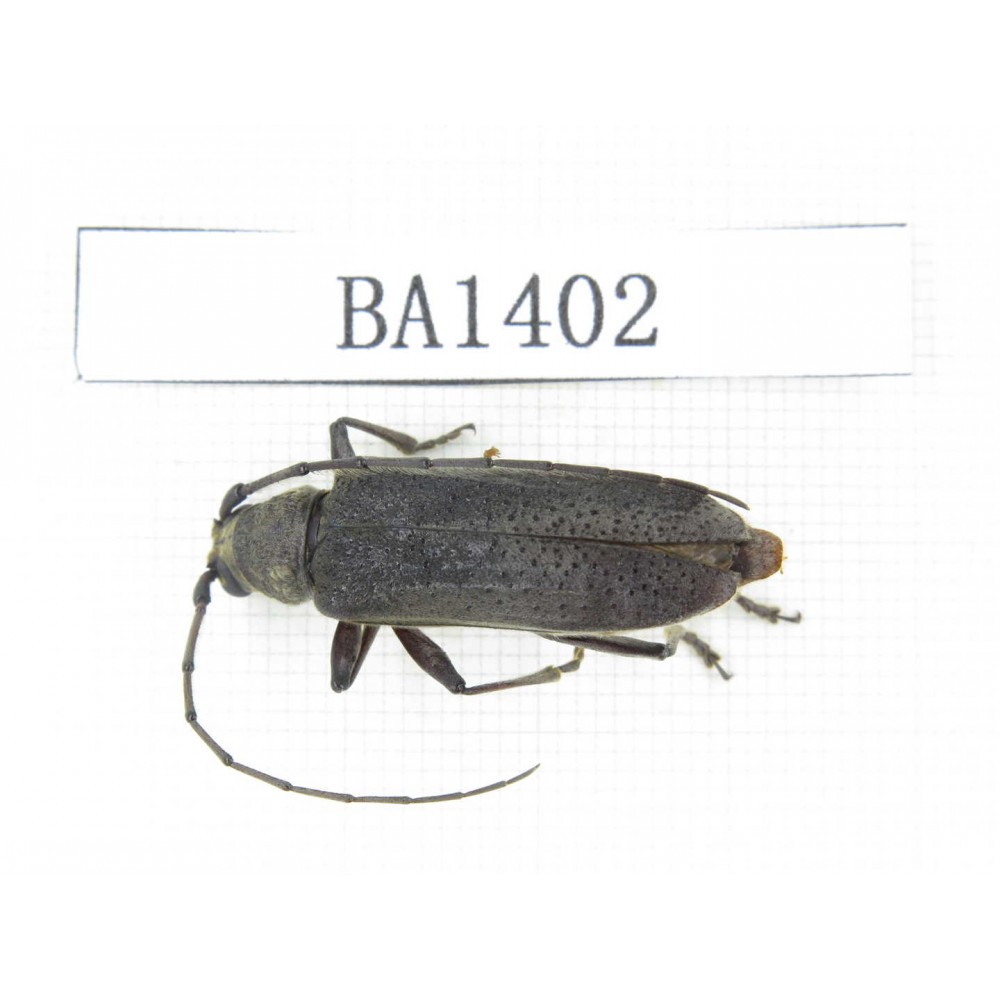 Cerambycidae sp. China, Yunnan, Yuxi, Xinping county. 1Pcs. BA1402.