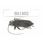 Cerambycidae sp. China, Yunnan, Yuxi, Xinping county. 1Pcs. BA1402.