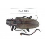 Cerambycidae sp. China, Yunnan, Yuxi, Xinping county. 1Pcs. BA1403.