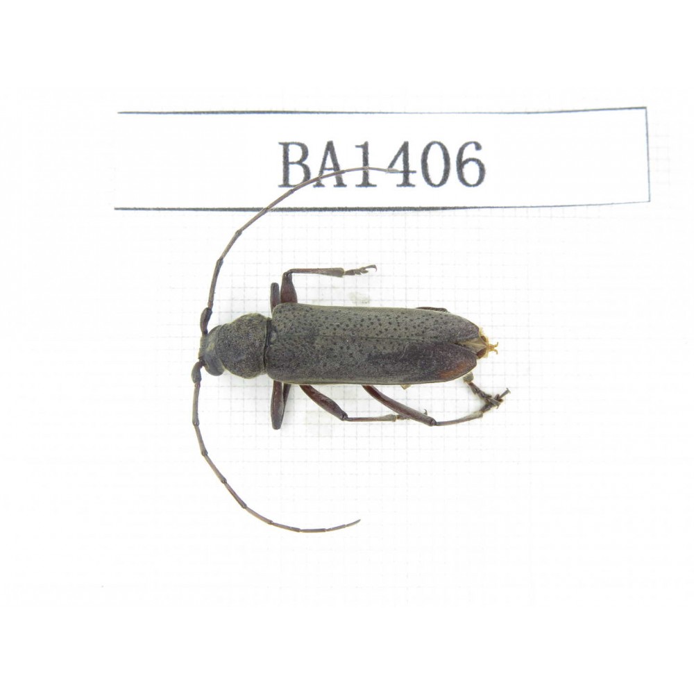 Cerambycidae sp. China, Yunnan, Yuxi, Xinping county. 1Pcs. BA1406.