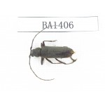 Cerambycidae sp. China, Yunnan, Yuxi, Xinping county. 1Pcs. BA1406.