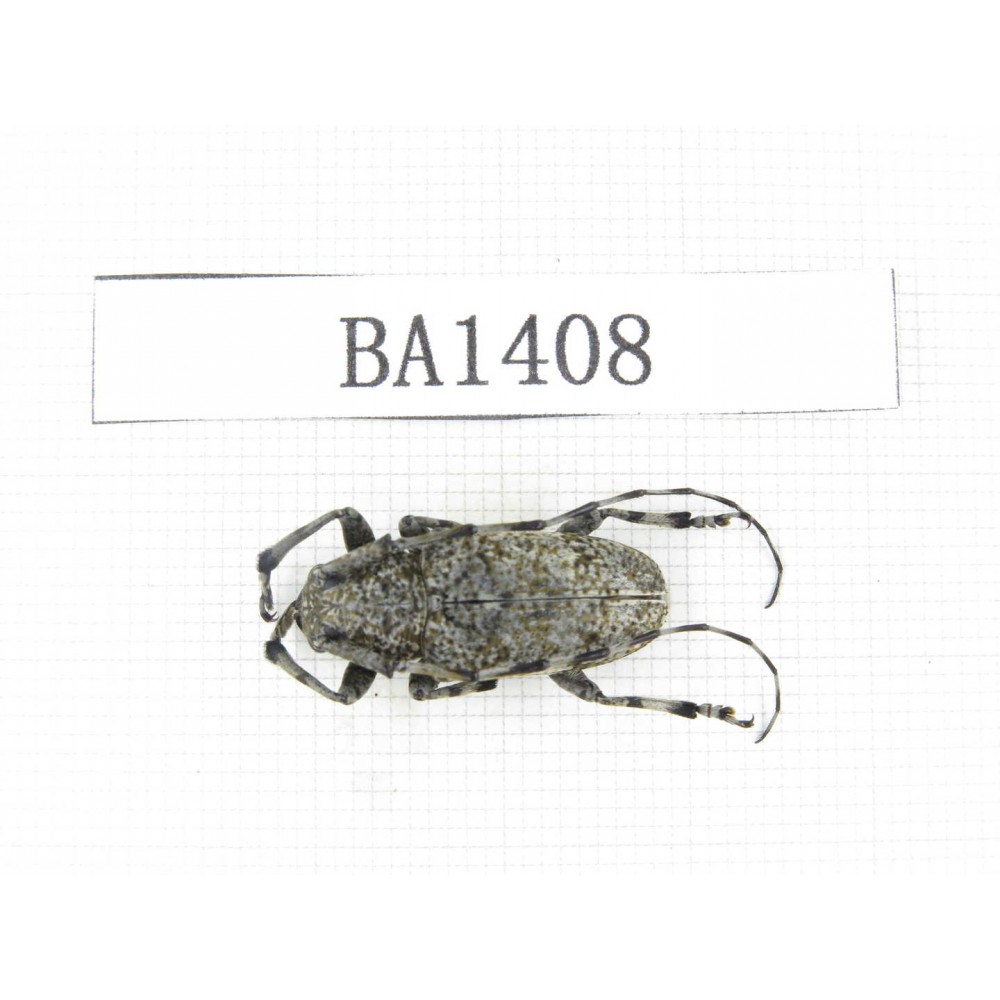Cerambycidae sp. China, Yunnan, Yuxi, Xinping county. 1Pcs. BA1408.