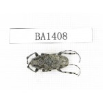 Cerambycidae sp. China, Yunnan, Yuxi, Xinping county. 1Pcs. BA1408.