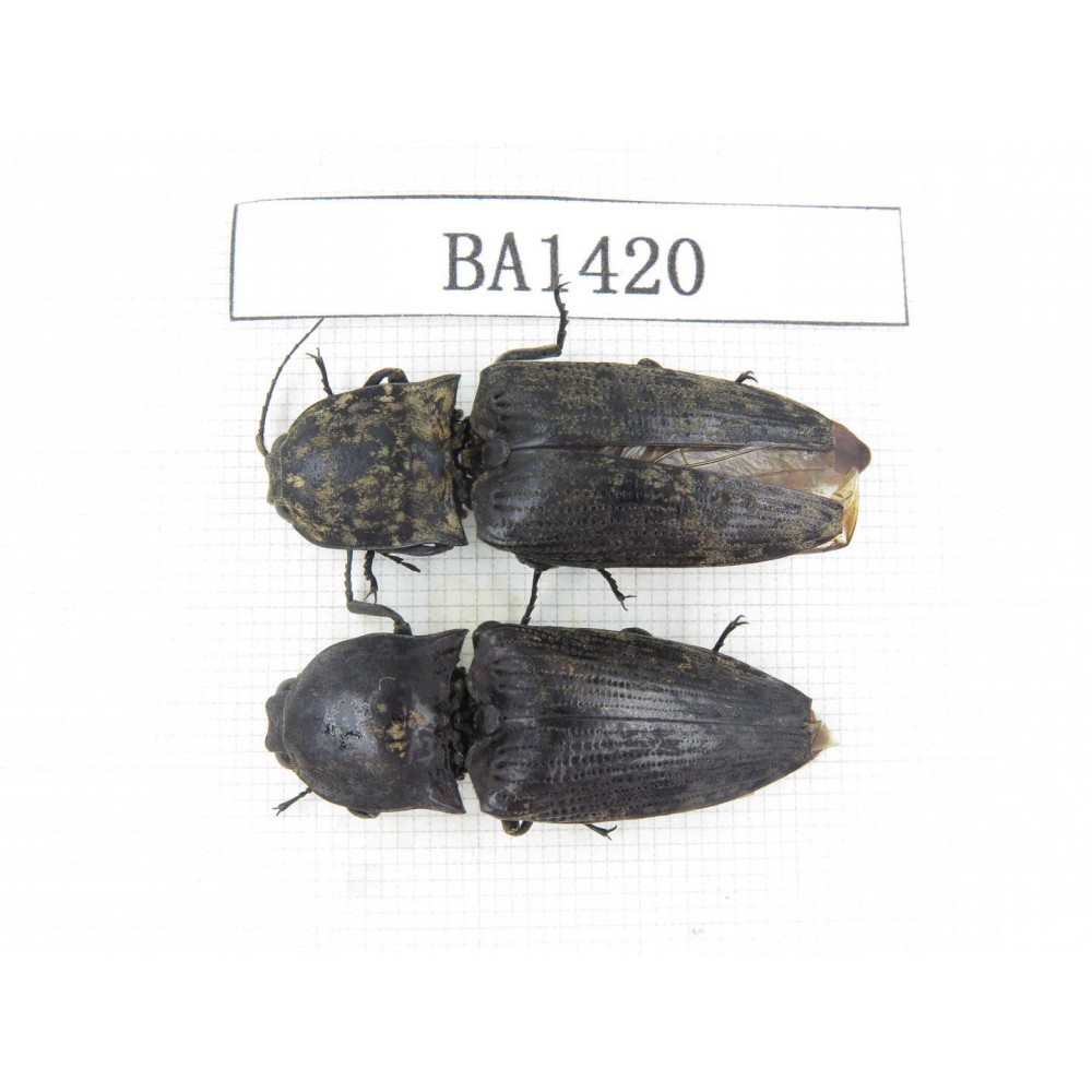Elateridae sp. China, Yunnan, Yuxi, Xinping county. 2Pcs. BA1420.