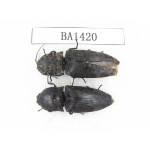 Elateridae sp. China, Yunnan, Yuxi, Xinping county. 2Pcs. BA1420.