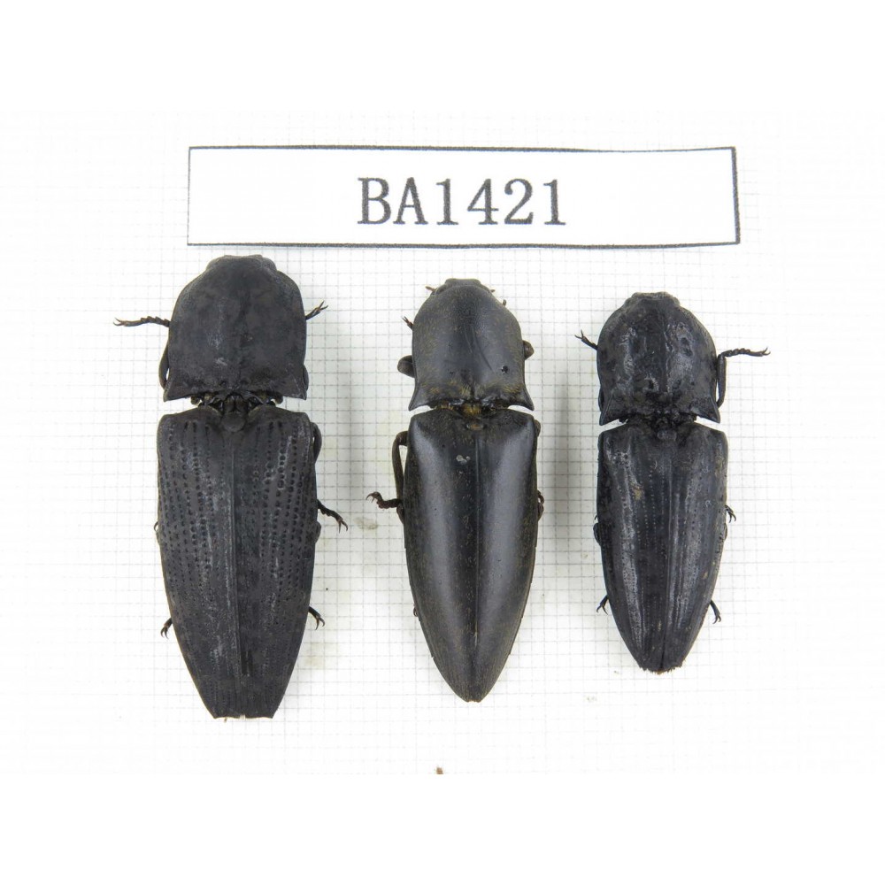 Elateridae sp. China, Yunnan, Yuxi, Xinping county. 3Pcs. BA1421.