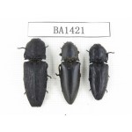 Elateridae sp. China, Yunnan, Yuxi, Xinping county. 3Pcs. BA1421.