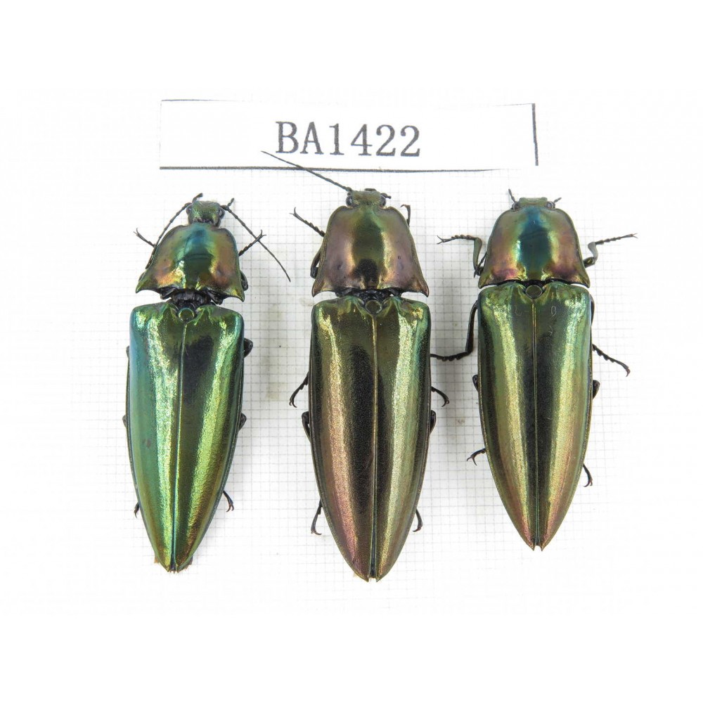 Elateridae sp. China, Yunnan, Yuxi, Xinping county. 3Pcs. BA1422.