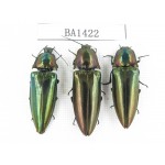 Elateridae sp. China, Yunnan, Yuxi, Xinping county. 3Pcs. BA1422.
