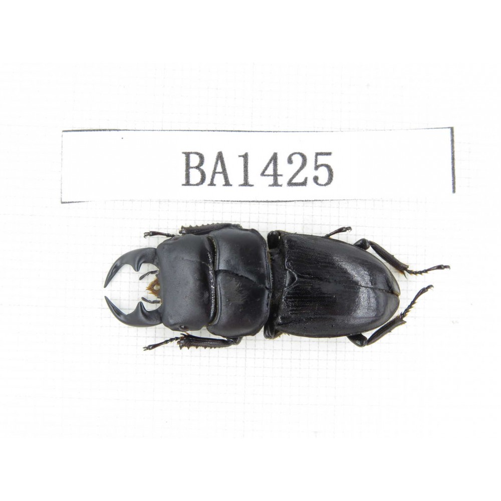 Dorcus sp. China, Yunnan, Yuxi, Xinping county. 1M. BA1425.