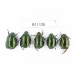 Rutelidae sp. China, Tibet, Linzhi area, Bomi county. 5Pcs. BA1436.