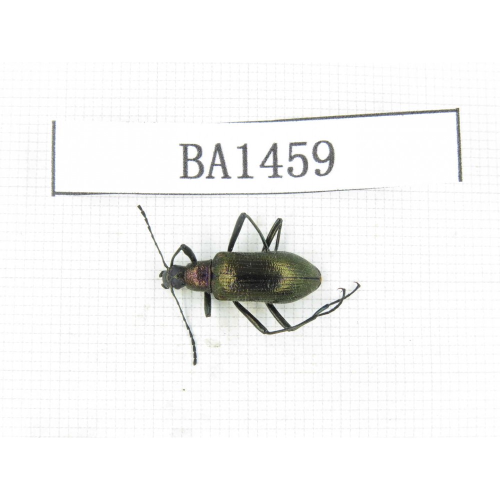 Coleoptera sp. China, Tibet, Linzhi area, Bomi county. 1Pcs. BA1459.