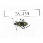 Coleoptera sp. China, Tibet, Linzhi area, Bomi county. 1Pcs. BA1459.