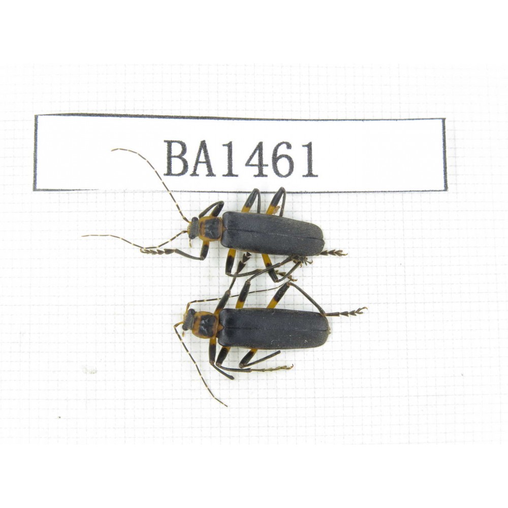 Coleoptera sp. China, Tibet, Linzhi area, Bomi county. 2Pcs. BA1461.