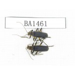 Coleoptera sp. China, Tibet, Linzhi area, Bomi county. 2Pcs. BA1461.