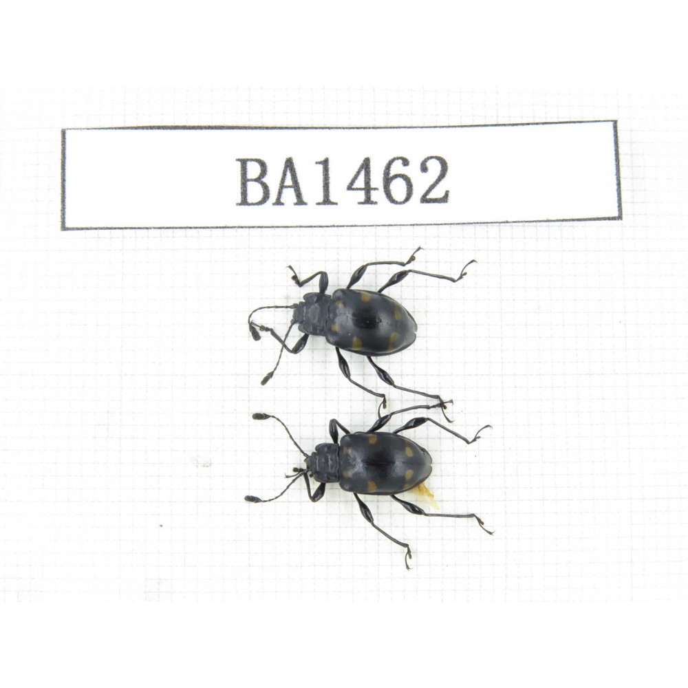 Coleoptera sp. China, Tibet, Linzhi area, Bomi county. 2Pcs. BA1462.
