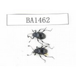 Coleoptera sp. China, Tibet, Linzhi area, Bomi county. 2Pcs. BA1462.