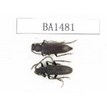 Cerambycidae sp. China, Tibet, Linzhi area, Bomi county. 2Pcs. BA1481.