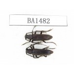 Cerambycidae sp. China, Tibet, Linzhi area, Bomi county. 2Pcs. BA1482.
