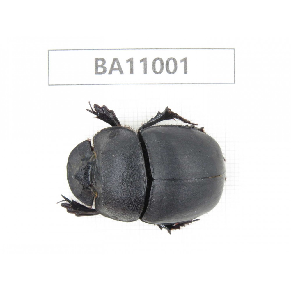Geotrupidae sp. China,  Yunnan, Yuxi, Xinping county. 1Pcs. BA11001.