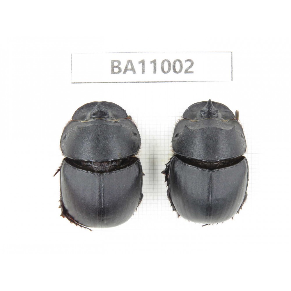 Geotrupidae sp. China,  Yunnan, Yuxi, Xinping county. 2Pcs. BA11002.