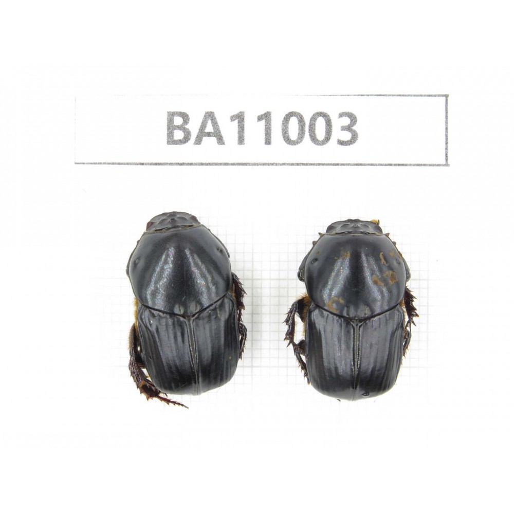 Geotrupidae sp. China,  Yunnan, Yuxi, Xinping county. 2Pcs. BA11003.