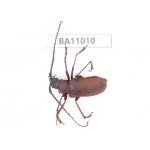 Cerambycidae sp. China, Yunnan, Yuxi, Xinping county. 1Pcs. BA11010.