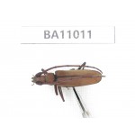 Cerambycidae sp. China, Yunnan, Yuxi, Xinping county. 1Pcs. BA11011.
