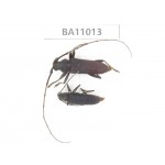 Cerambycidae sp. China, Yunnan, Yuxi, Xinping county. 1P. BA11013.