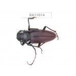 Cerambycidae sp. China, Yunnan, Yuxi, Xinping county. 1Pcs. BA11014.
