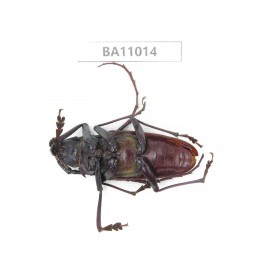 Cerambycidae sp. China, Yunnan, Yuxi, Xinping county. 1Pcs. BA11014.