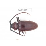 Cerambycidae sp. China, Yunnan, Yuxi, Xinping county. 1Pcs. BA11015.