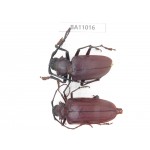 Cerambycidae sp. China, Yunnan, Yuxi, Xinping county. 1P. BA11016.