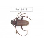 Cerambycidae sp. China, Yunnan, Yuxi, Xinping county. 1Pcs. BA11017.